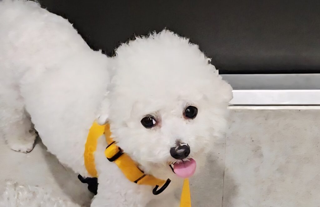 맡겨봄을 기억하는 레오, 웃으며 산책 시작 모습