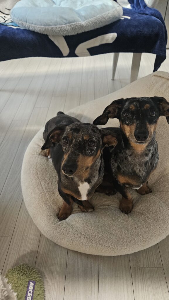 펫시팅 중인 닥스훈트 베르,테르의 모습