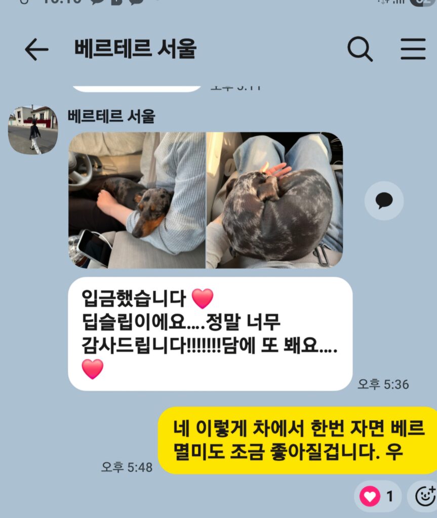 닥스훈트 베르테르 보호자의 감사 카톡 후기